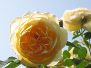 13260028_1003982559679810_6454771753387249512_n