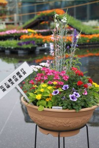 13296251_1009738812437518_1743450238_n