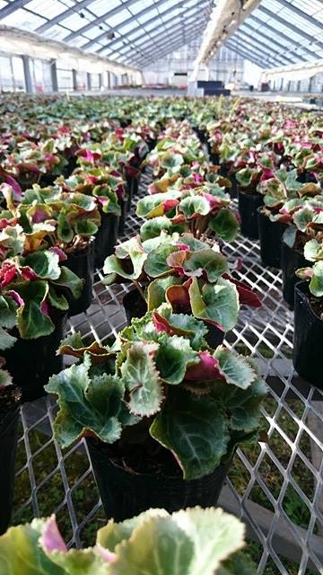 またハウスの中の景色が変わります！！