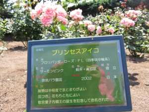 13351229_1015407561870643_293965247_o