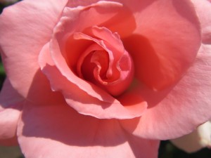 13383492_1015407531870646_708562544_o