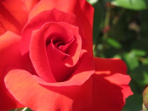 13388893_1015407558537310_1980824357_o