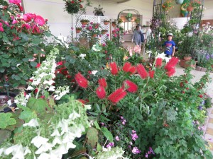 13388920_1015407511870648_1673665099_o