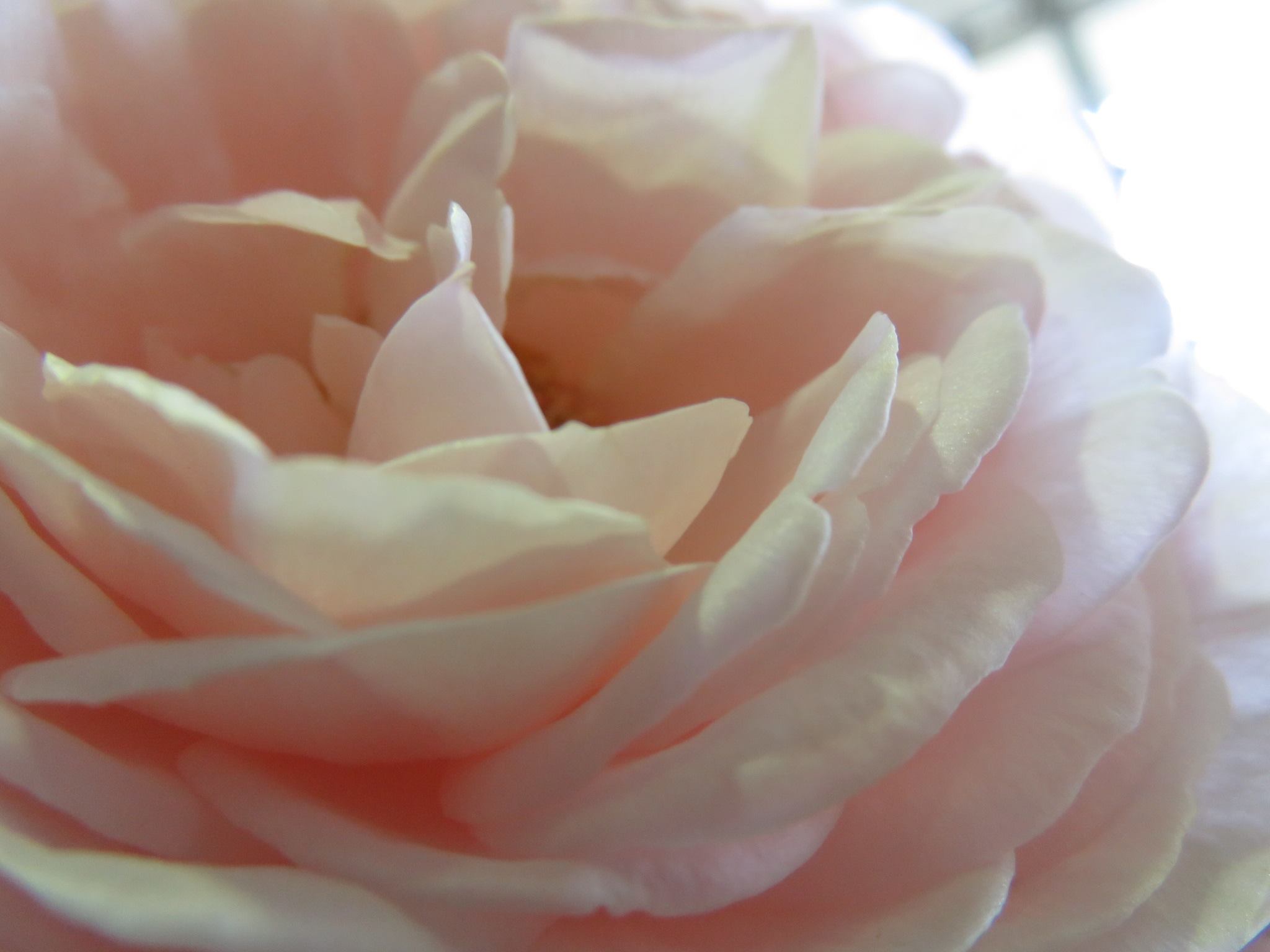 エレガガーデン初夏の花まつり