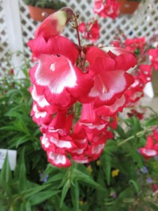 13393485_1015407538537312_1682471953_n