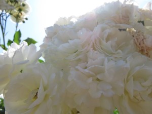 13405261_1015407565203976_958161545_o