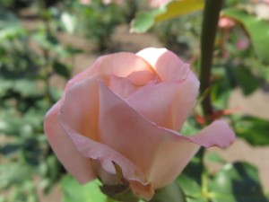 13405471_1015407571870642_285143887_o