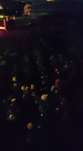 13407065_1016320238446042_822209981006696686_n