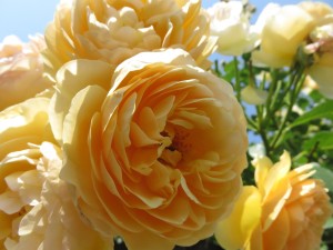 13410671_1015407545203978_1790274242_o