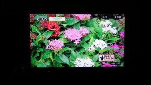 13419238_1019598418118224_3173955088367289384_n