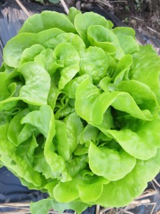 13419250_1022364941174905_8153342632617401713_n