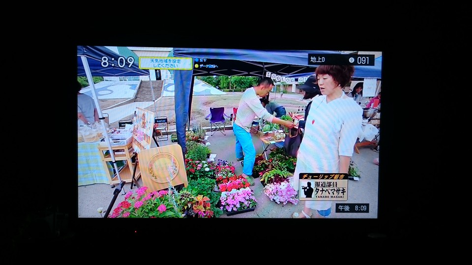 チューリップ朝市テレビ放送！！