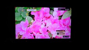 13435439_1019598374784895_7508854172865931952_n