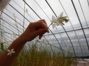 13461195_738845326255731_1031998470_o