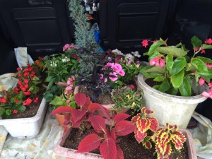 13466180_1079239105502464_2382527862674854854_n