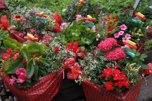 13524063_1025728914171841_961361928_o