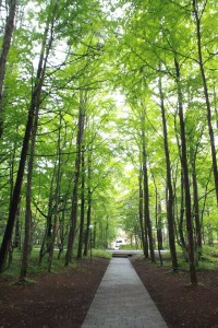 13533059_1029477497130316_7821579481708364255_n