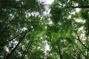 13558732_1029477500463649_4091841235209534279_o