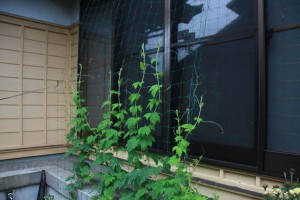 13616304_1035168296561236_1570223678_o