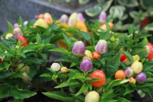 13621381_1035168533227879_2124526161_o