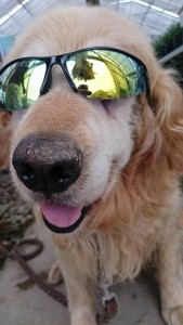 13625208_1034468306631235_1201260098_n