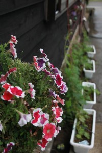 13649441_1035168526561213_1364130574_n