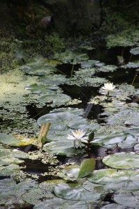 13692758_1046059528805446_7058627153489960223_o