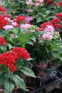 13775396_1657575407902051_2880249993252532385_n