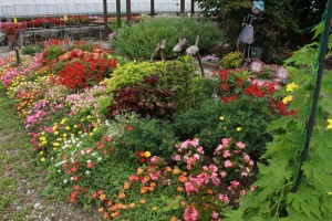 13835919_1044022659009133_1409289484_o