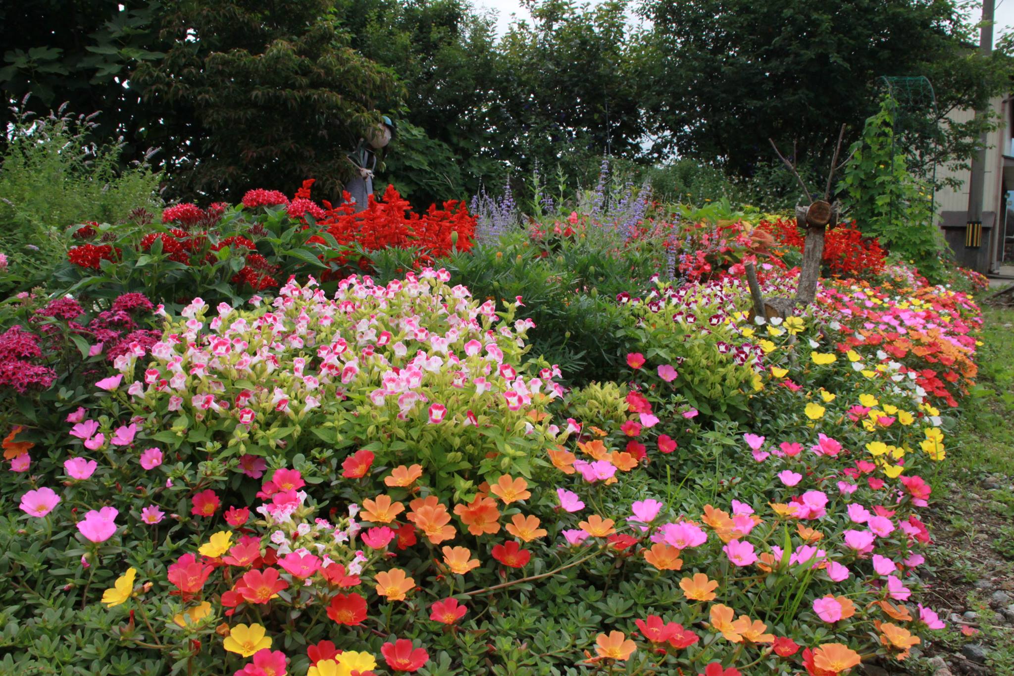 今年の「なんと☆フラワールド」！！