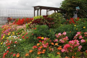 13838397_1044022655675800_539833123_o