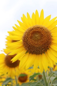 13653445_1050905844987481_7849668910596811027_o