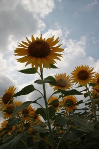 13653492_1050905908320808_5652515223724734567_o