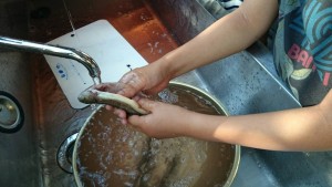 13681918_1050260651718667_864088985_o