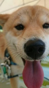 13895586_1050253048386094_20734409667026782_n