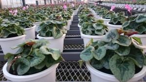 13898641_1053640904713975_369825912_o