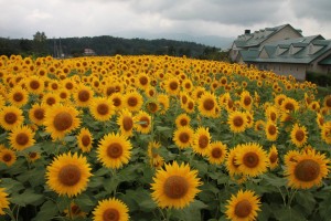 13913646_1050905848320814_7881195802771299949_o