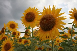 13923508_1050905851654147_4632996429189916813_o