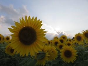 13950685_1057625287648870_969168346_o