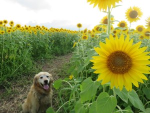 13950735_1057625267648872_1199465730_o