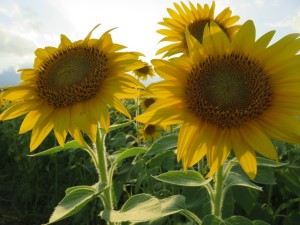 13950763_1057625244315541_1839540338_o