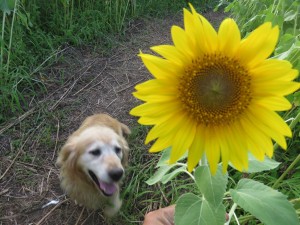 13977858_1057625310982201_1185117155_o