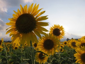 13978063_1057625197648879_1769528653_o