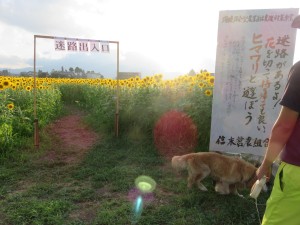 13987331_1057625154315550_1246048300_o