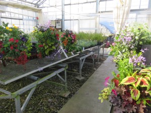 14060319_1069148343163231_1605713546_o