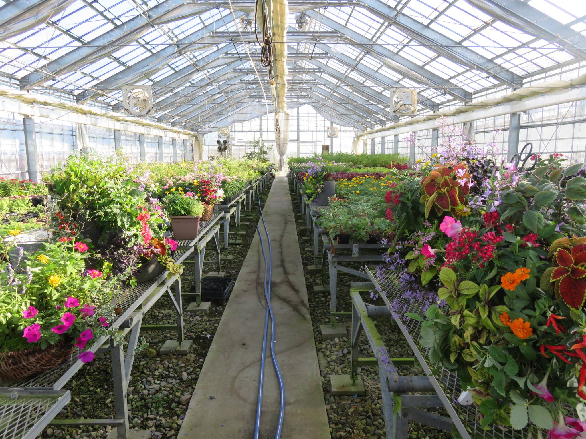 利賀サマーフェスティバルの会場装飾花完成☆