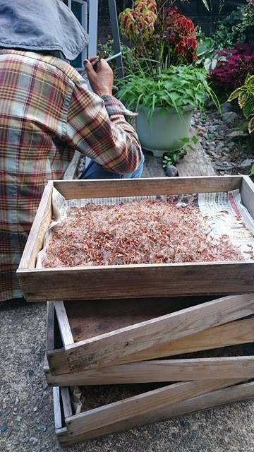 来季のサイネリアの種