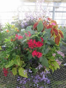 14111871_1069148389829893_900077152_n