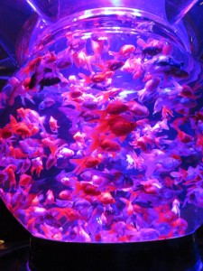 14212615_1094960707248661_2718389081221494077_n