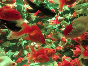 14257447_1094961967248535_5077744520526240259_o